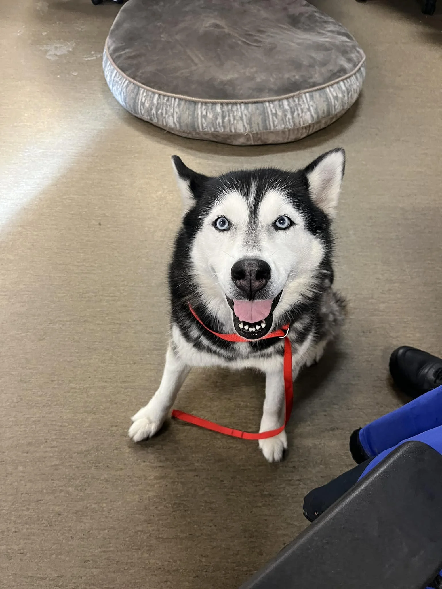 GONE TO SHELTER / GONE HOME - NANAIMO BC. / FEB. 11, 2025