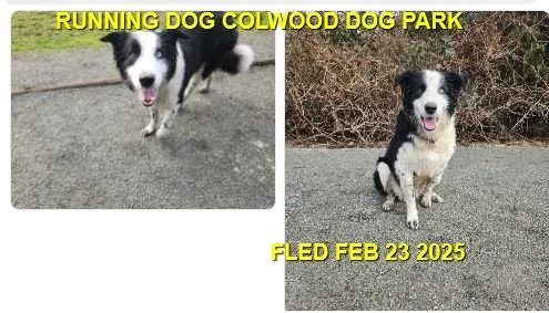 GONE TO SHELTER / GONE HOME - COLWOOD BC. / FEB. 23, 2025