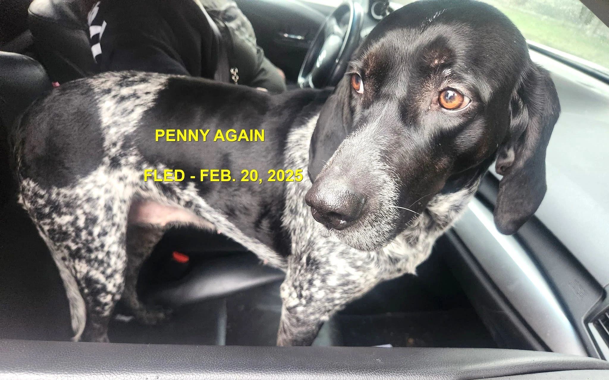 GONE TO SHELTER -GONE HOME - LANGFORD BC. / PENNY / FEB. 20, 2025