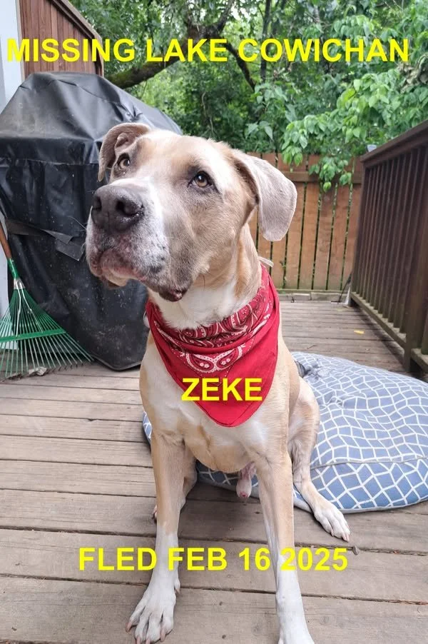 WENT HOME ON OWN - LAKE COWICHAN BC. / ZEKE / FEB. 16, 2025