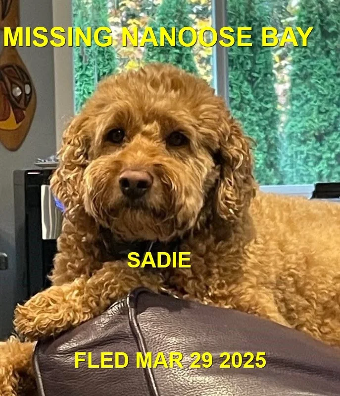 HAPPY ENDINGS - NANOOSE BAY BC. / SADIE / MAR. 29, 2025