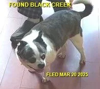 HAPPY ENDINGS - BLACK CREEK BC. / MAR. 10, 2025