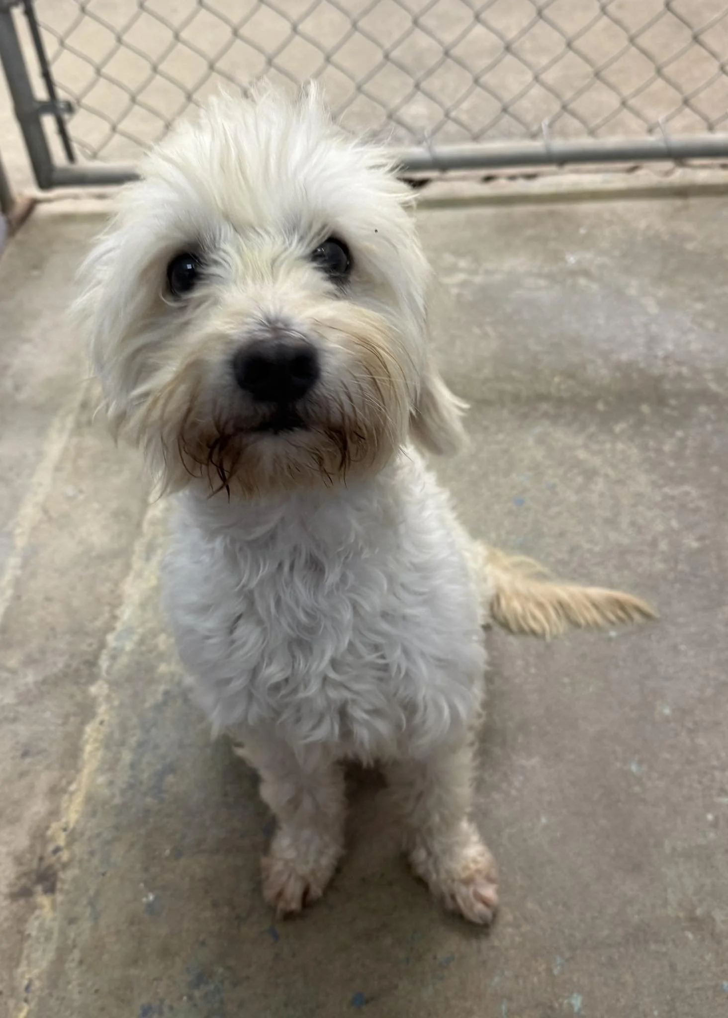 GONE TO SHELTER - GONE HOME - PARKSVILLE BC. / APRIL 5, 2025
