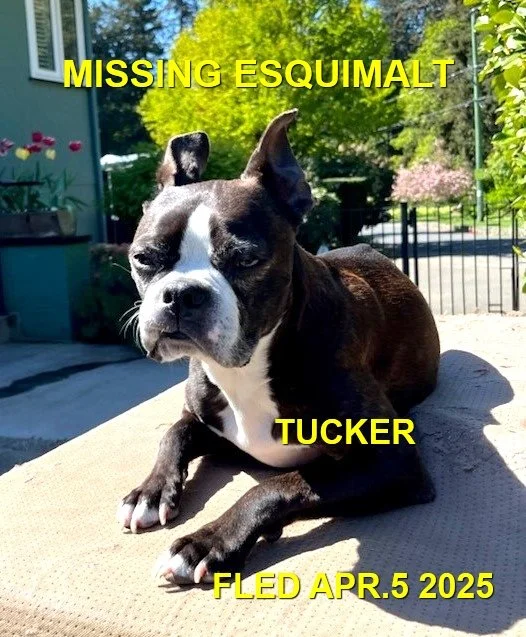 GONE TO SHELTER - GONE HOME - ESQUIMALT BC. / TUCKER / APRIL 5, 2025