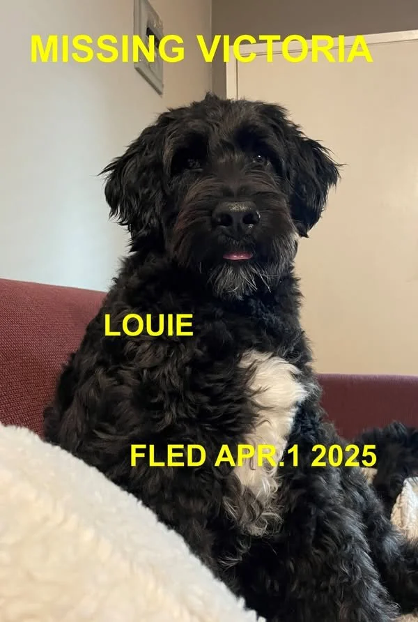 WENT HOME ON THEIR OWN - VICTORIA BC. / LOUIE / MARCH 31, 2025