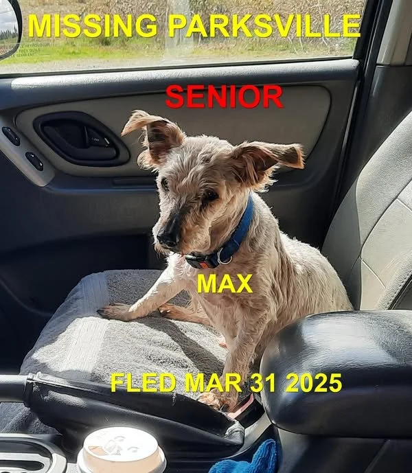 GONE TO SHELTER - GONE HOME - PARKSVILLE BC. / MAX / MARCH 31, 2025