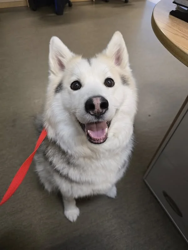 GONE TO SHELTER -GONE HOME - NANAIMO BC. / MARCH 31, 2025