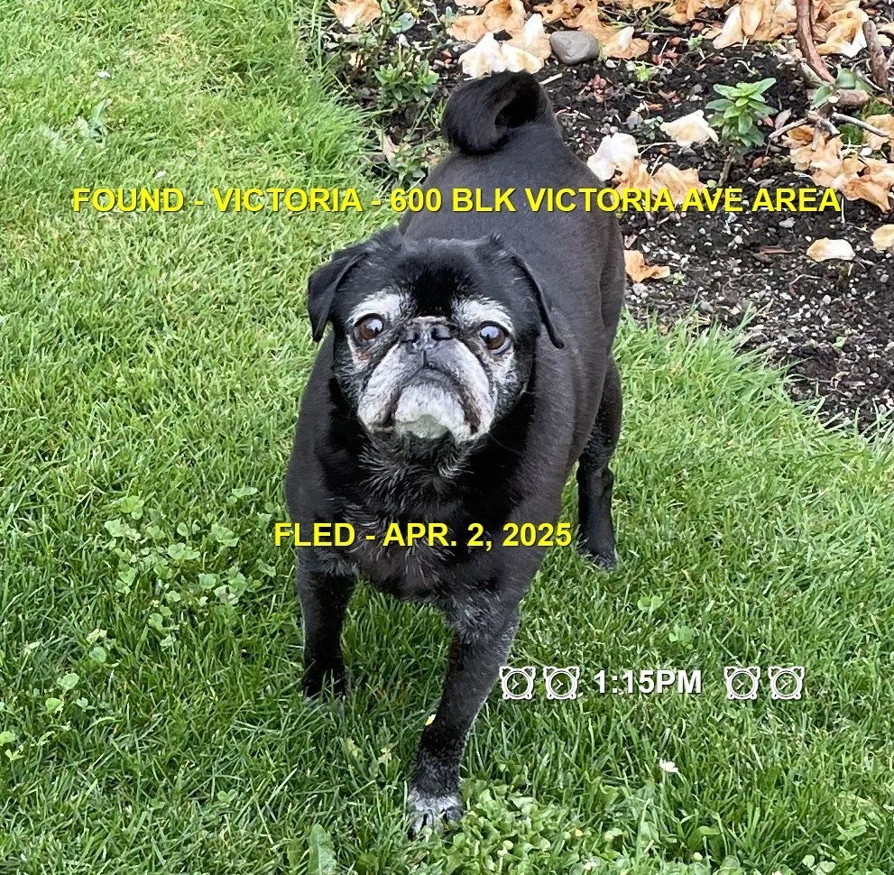 GONE TO SHELTER - GONE HOME - VICTORIA BC. / APRIL 7, 2025