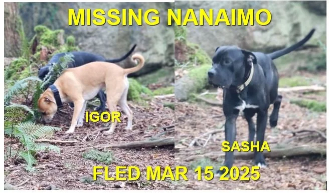 GONE TO SHELTER - GONE HOME - NANAIMO BC. / SASHA &amp; IGOR / MARCH 14, 2025