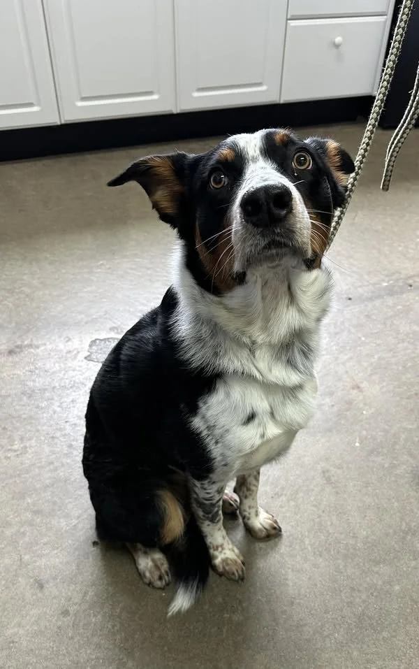 GONE TO SHELTER -GONE HOME - DUNCAN BC. / MARCH 7, 2025