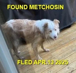 GONE TO SHELTER - GONE HOME - METCHOSIN BC.  / MILO / APRIL 13, 2025