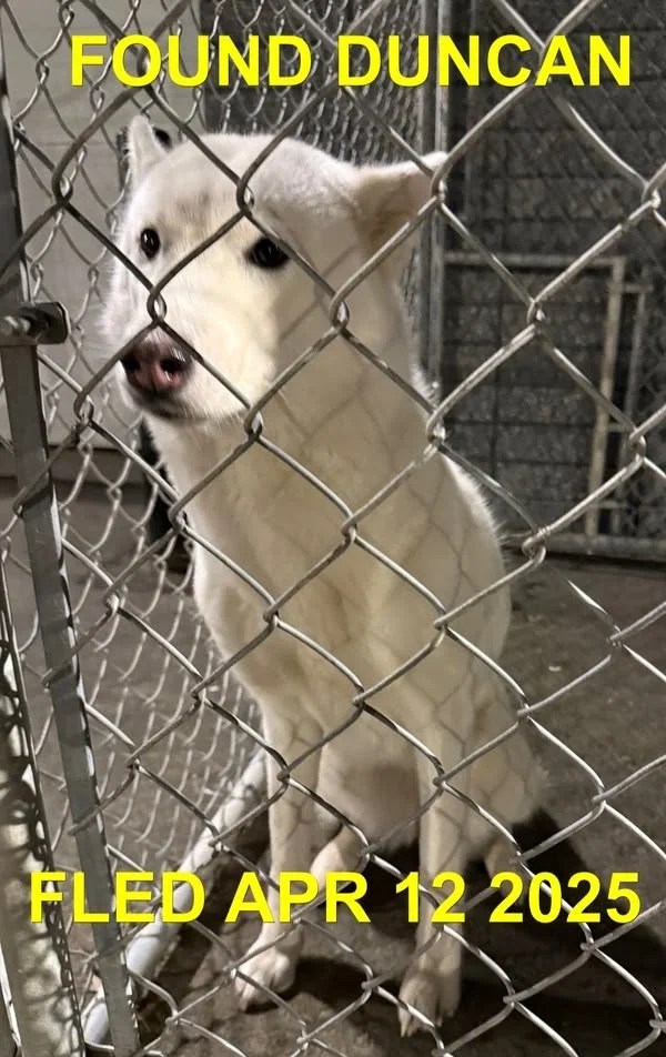 GONE TO SHELTER - GONE HOME - DUNCAN BC. / APRIL 12, 2025
