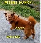 WENT HOME ON THEIR OWN - SAANICH BC. / ROOCO / MARCH 2, 2025