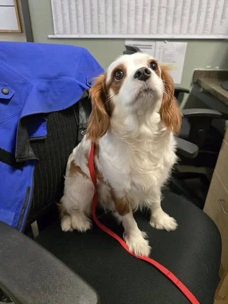 GONE TO SHELTER -GONE HOME - NANAIMO BC. / MOTCHI / MARCH 1, 2025