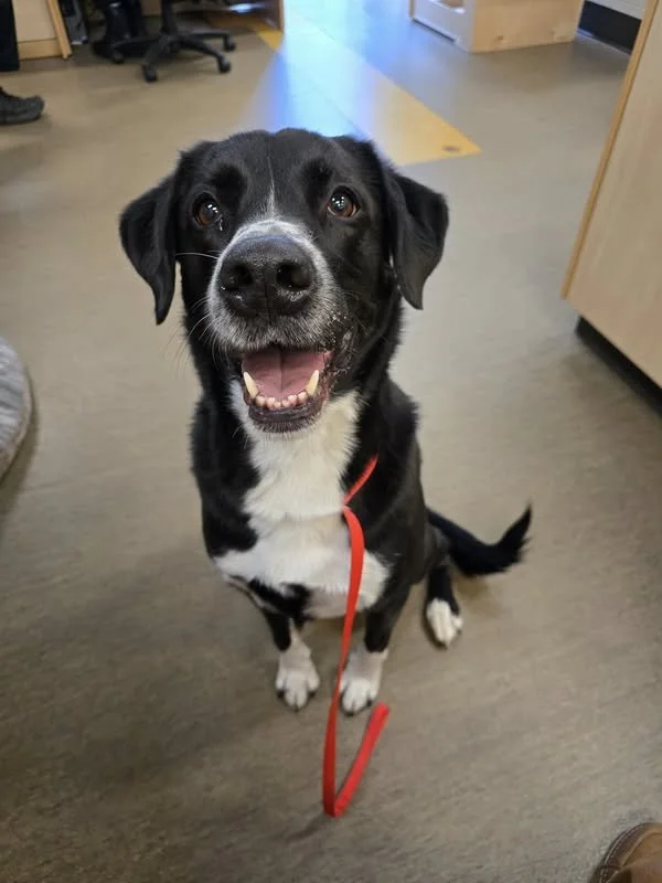 GONE TO SHELTER - GONE HOME - NANAIMO BC. / FEB. 26, 2025