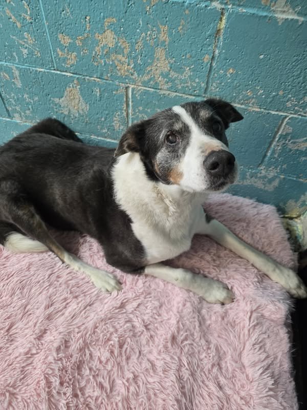 GONE TO SHELTER - GONE HOME - NANAIMO BC. / FEB. 25, 2025