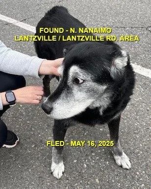 GONE TO SHELTER - GONE HOME - NANAIMO BC. / MAY16, 2025