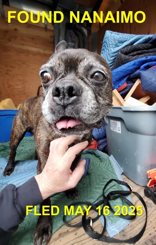 GONE TO SHELTER - GONE HOME - NANAIMO BC. / TUXON / MAY 15, 2025
