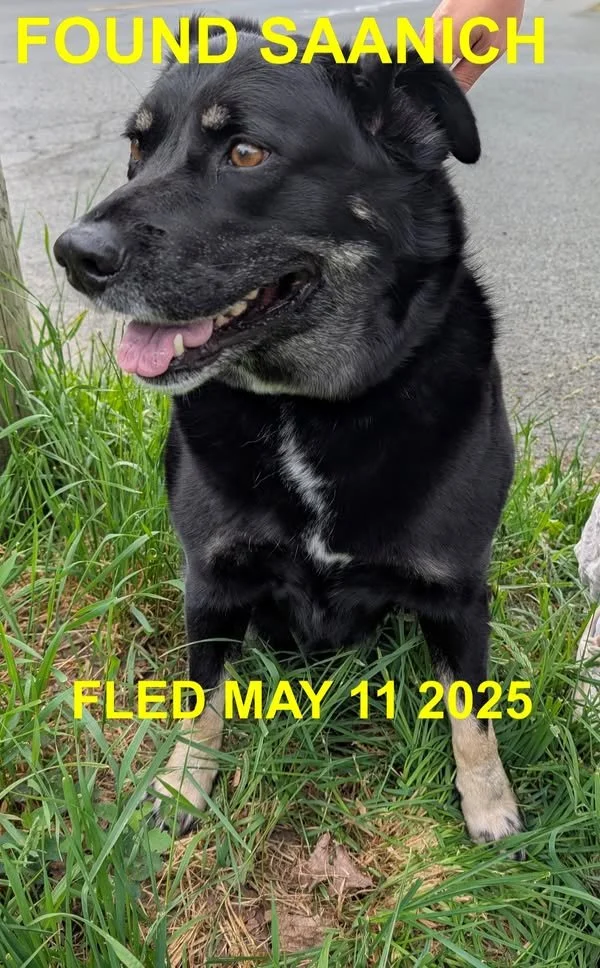 GONE TO SHELTER -GONE HOME - SAANICH BC. / MAY 11, 2025