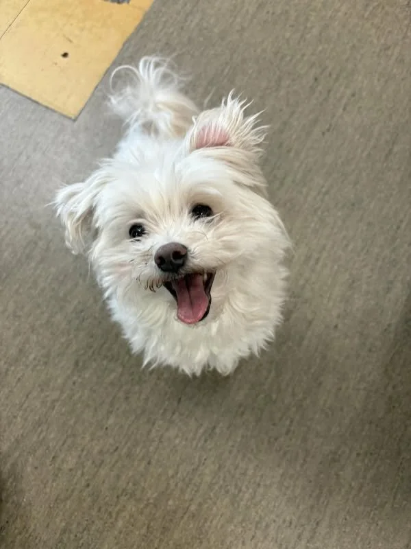 GONE TO SHELTER - GONE HOME - NANAIMO BC. / MAY 10, 2025