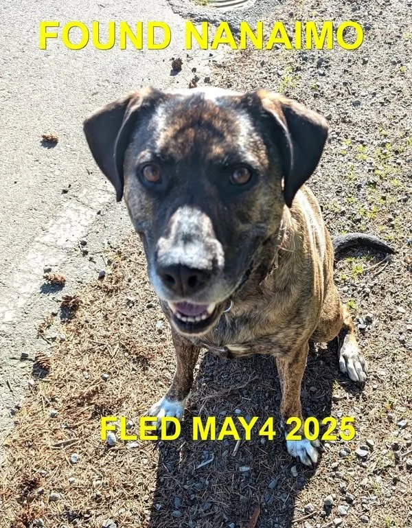 GONE TO SHELTER - NANAIMO BC. / MAY 4, 2025