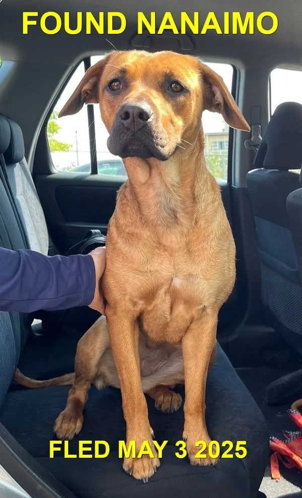 GONE TO SHELTER - NANAIMO BC. / MAY 3, 2025