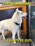 GONE TO SHELTER - GONE HOME - NANAIMO BC. / APRIL 28, 2025