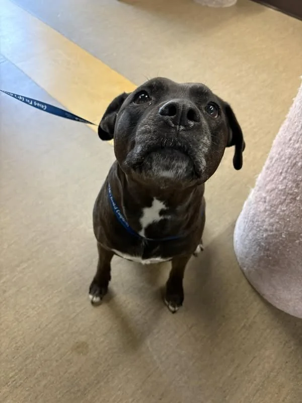 GONE TO SHELTER -GONE HOME - NANAIMO BC. / MAY 23, 2025