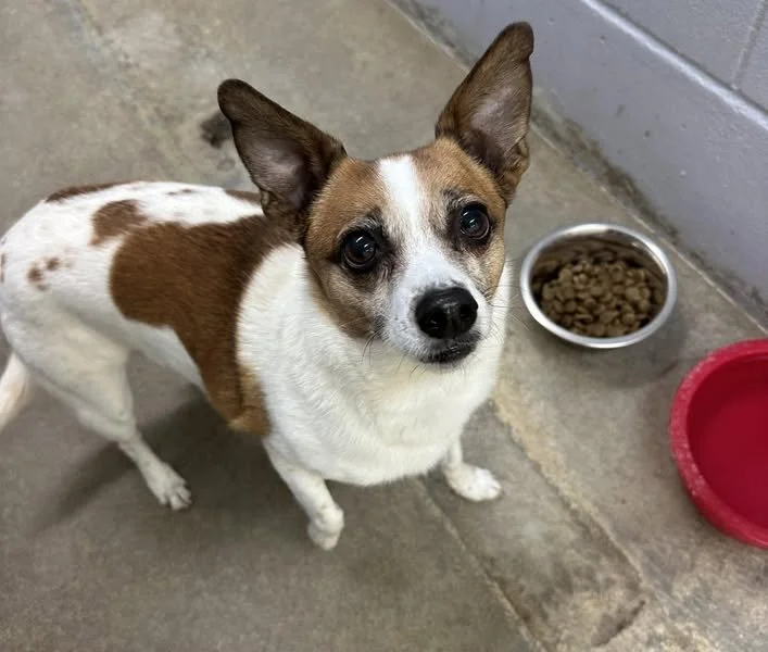GONE TO SHELTER - GONE HOME - DUNCAN (MAPLE BAY) BC. / APRIL 22, 2025
