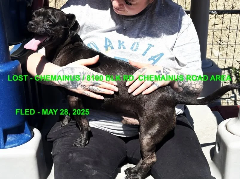 GONE TO SHELTER - GONE HOME - CHEMAINUS BC. / JORDAN "POOCHIE" / MAY 27, 2025