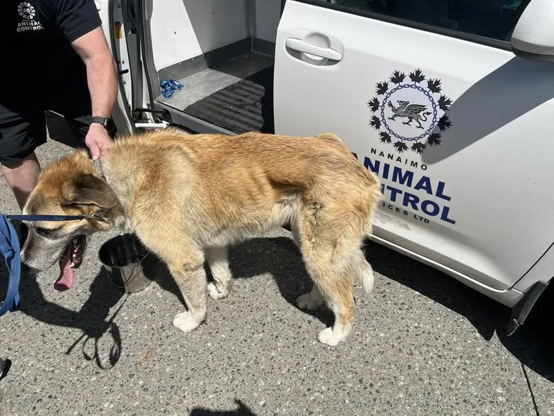 GONE TO SHELTER - NANAIMO BC. / MAY 27, 2025