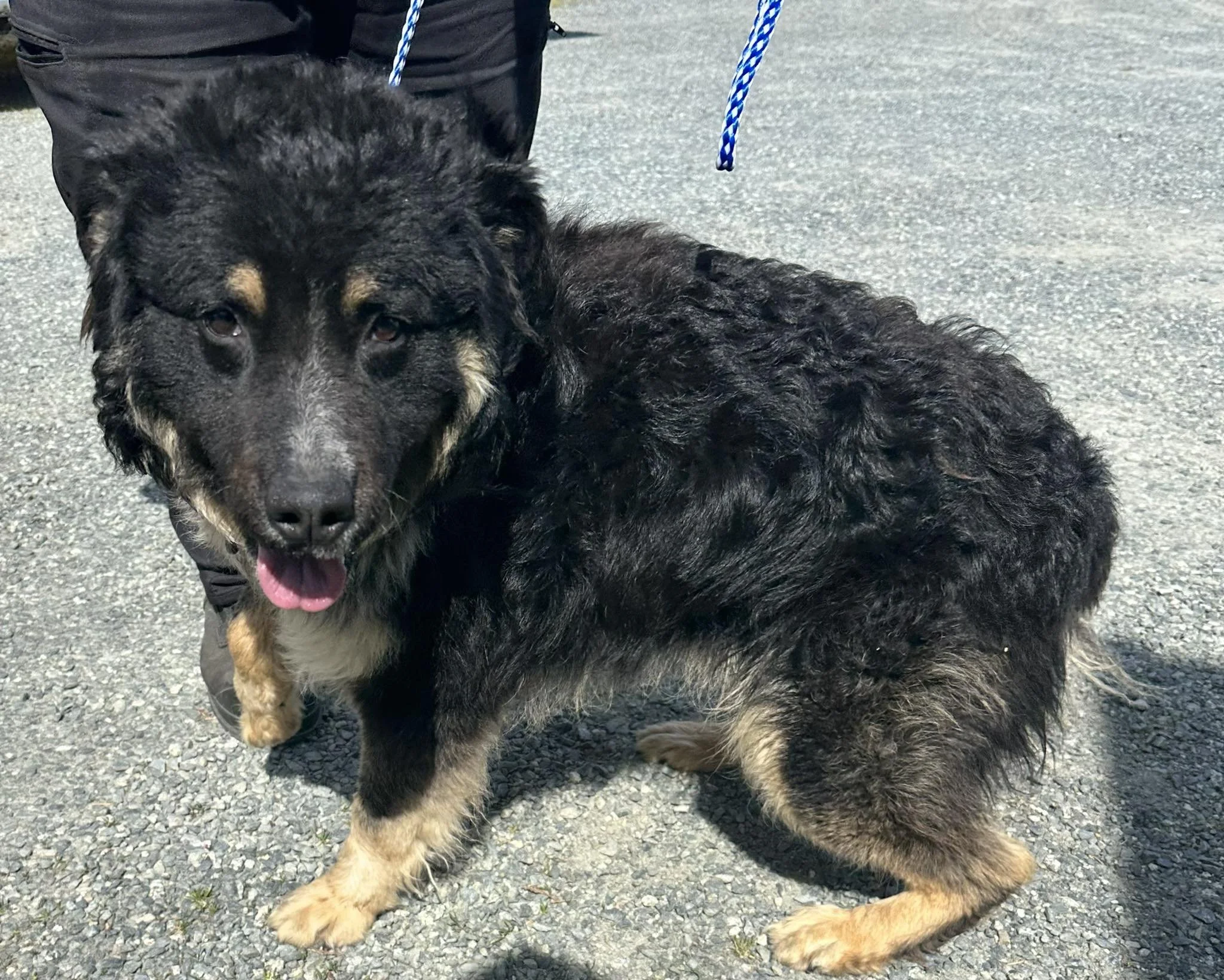 GONE TO SHELTER - TRANSFERRED TO RESCUE - DUNCAN BC. / APRIL 25, 2025