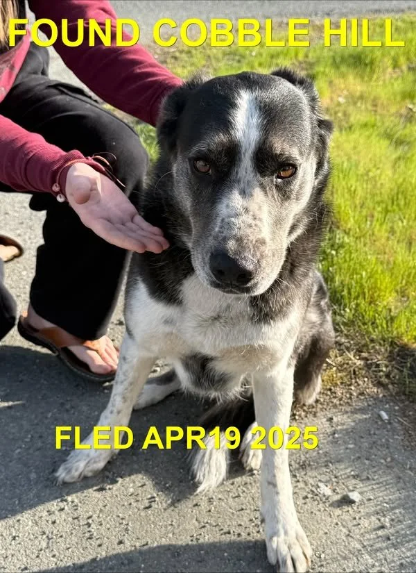 GONE TO SHELTER - GONE HOME - COBBLE HILL BC. / APRIL 19, 2025