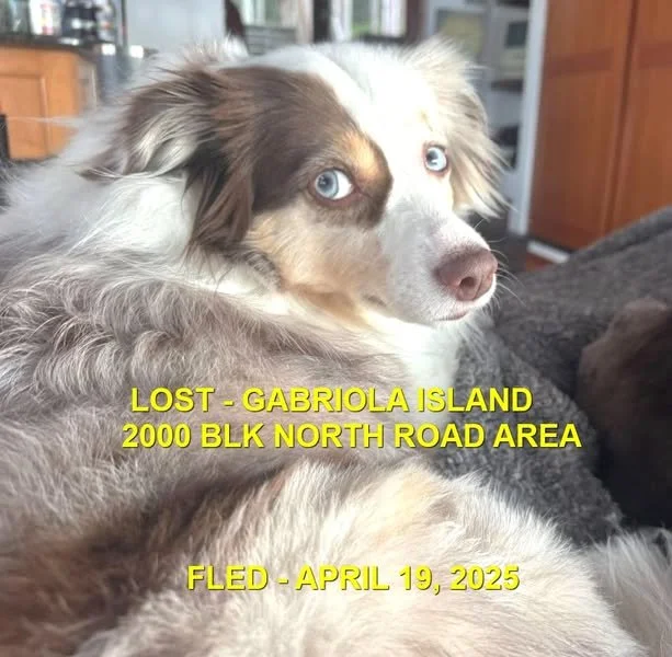 CAME HOME ON HER OWN - GABRIOLA ISLAND BC. / FINN / APRIL 19, 2025