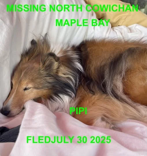 HAPPY ENDINGS - N. COW - MAPLE BAY BC. / PIPI / JULY 30, 2025