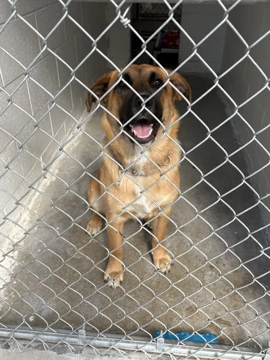 GONE TO SHELTER / GONE HOME - COOMBS BC. / JULY 27, 2025