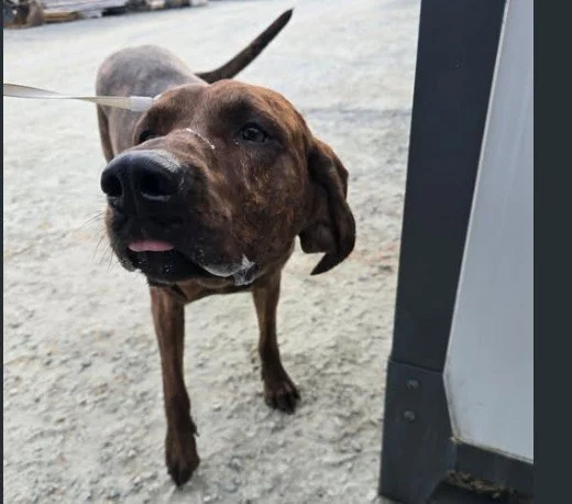 GONE HOME - MILL BAY BC. / SPOOKY / JULY 28, 2025