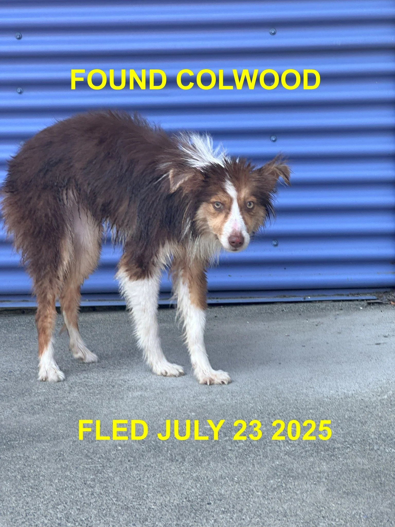 GONE TO SHELTER - COLWOOD BC. / JULY 23, 2025