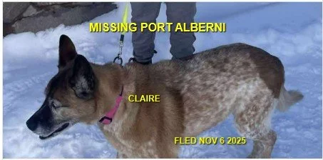 HAPPY ENDINGS - PORT ALBERNI BC. / CLAIRE / NOV. 7, 2025