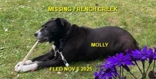 HAPPY ENDINGS - FRENCH CREEK BC / MOLLY / NOV. 6, 2025