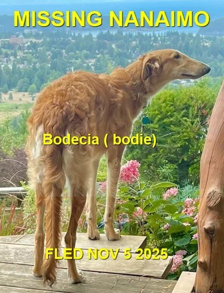 HAPPY ENDINGS - NANAIMO BC. / BODECIA / NOV. 5, 2025