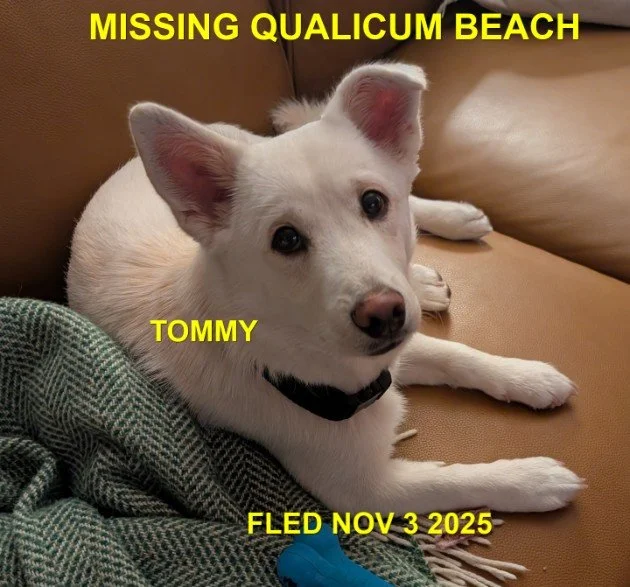 HAPPY ENDINGS - QUALICUM BEACH BC. / TOMMY / NOV. 3, 2025