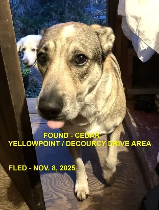 HAPPY ENDINGS - CEDAR BC. / NOV. 8, 2025