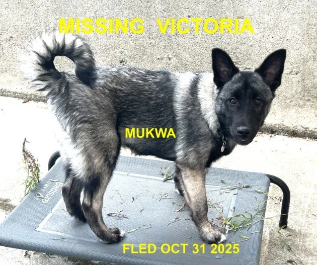 HAPPY ENDINGS - VICTORIA BC. / MUKWA / OCT. 31, 2025