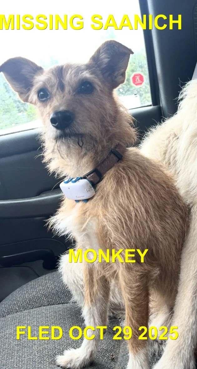 HAPPY ENDINGS - SAANICH BC. / MONKEY / OCT. 29, 2025