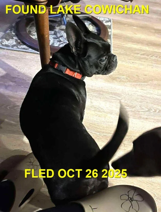HAPPY ENDINGS - LAKE COWICHAN BC. / OCT. 26, 2025