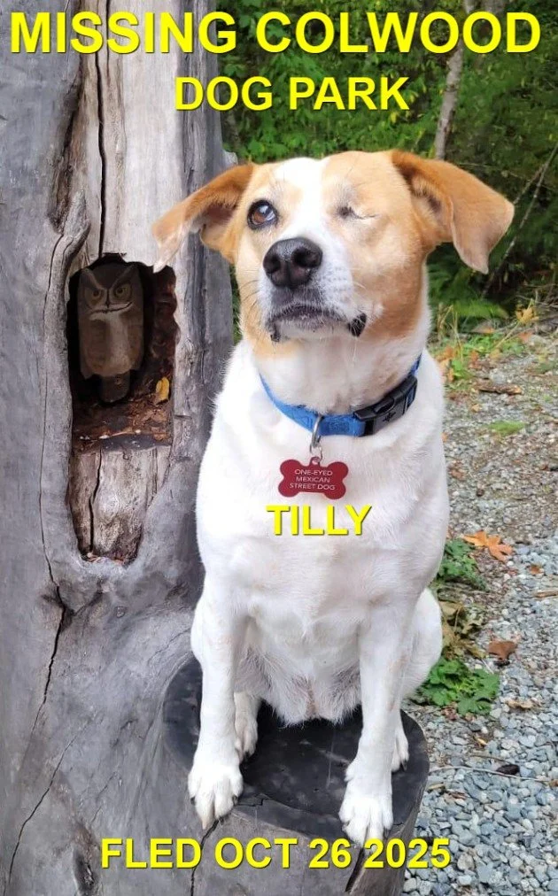 WENT HOME ON HER OWN - COLWOOD BC. / TILLY / OCT. 26, 2025