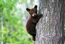 OVER THE RAINBOW BRIDGE - COURTENAY BC. / LITTLE BEAR CUB / OCT 26, 2025