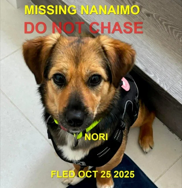 WENT HOME ON HER OWN - NANAIMO BC. / NORI / OCT. 24, 2025