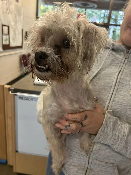 GONE TO SHELTER - GONE HOME - NANAIMO BC. / OCT. 23, 2025